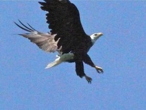 Bald eagle flies out of tall spruce tree next to North Shore home.